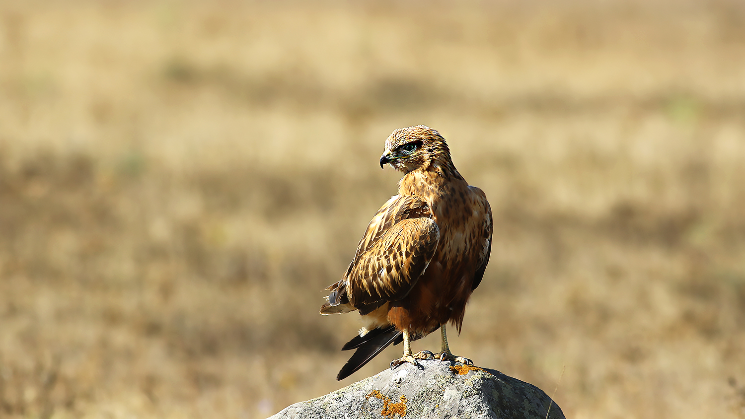 Long-legged Buzzard